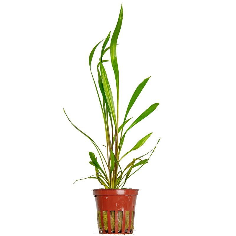 Tropica Cryptocoryne spiralis 'Red' Potted Aquarium Plant for planted aquarium