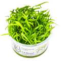 Tropica Sagittaria subulata 1-2-Grow Tissue Culture for planted aquarium
