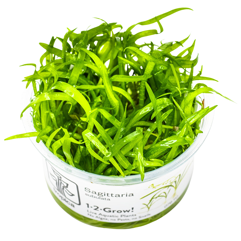 Tropica Sagittaria subulata 1-2-Grow Tissue Culture for planted aquarium