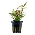 Tropica Limnophila hippuridoides Potted Aquarium Plant for planted aquarium