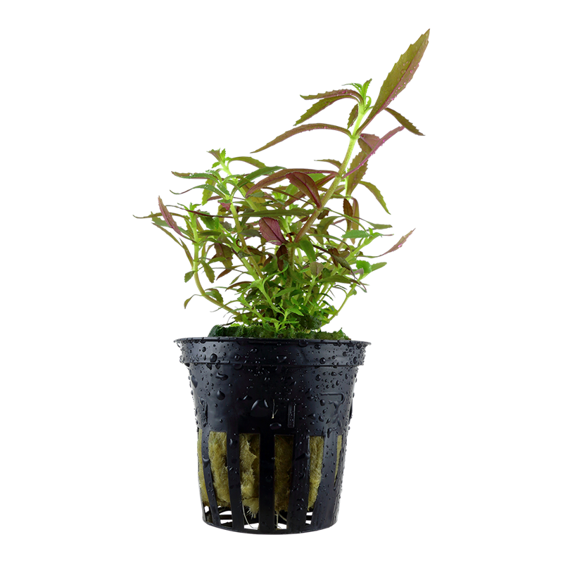 Tropica Limnophila hippuridoides Potted Aquarium Plant for planted aquarium