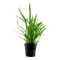 Tropica Microsorum pteropus 'Narrow' Potted Aquarium Plant for planted aquarium