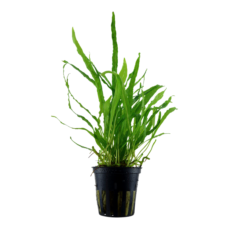 Tropica Microsorum pteropus 'Narrow' Potted Aquarium Plant for planted aquarium