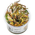 Tropica Hygrophila pinnatifida 1-2-Grow Tissue Culture for planted aquarium