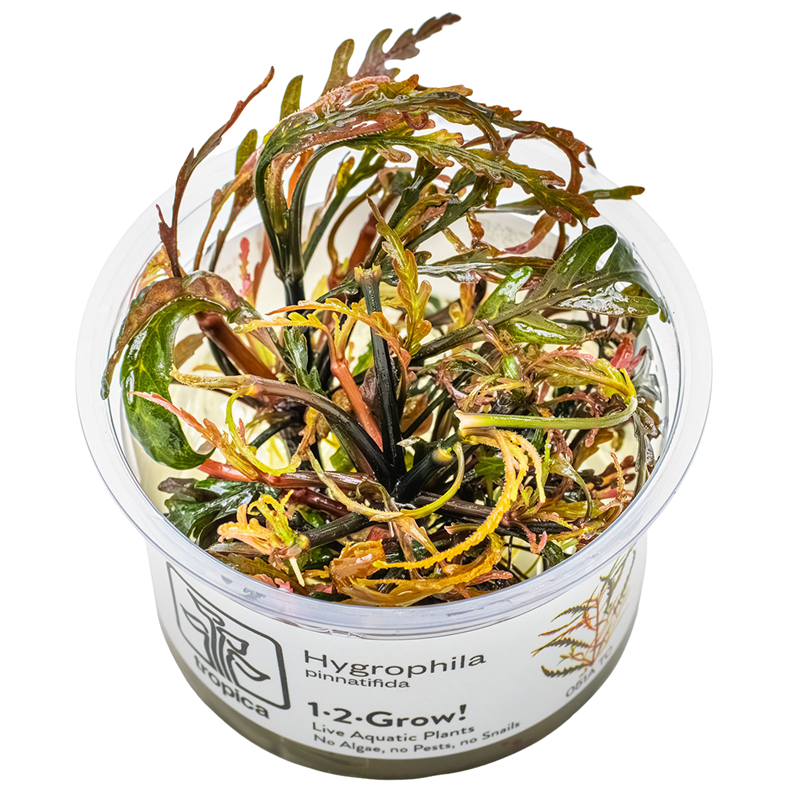 Tropica Hygrophila pinnatifida 1-2-Grow Tissue Culture for planted aquarium