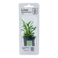 Tropica Cryptocoryne x willisii Potted Aquarium Plant for planted aquarium