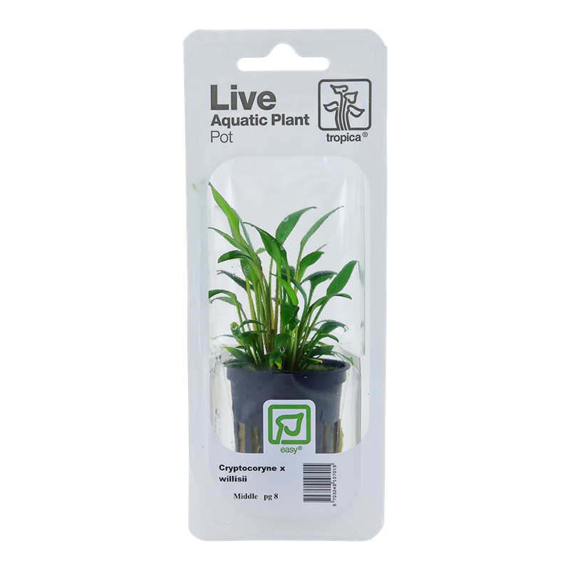 Tropica Cryptocoryne x willisii Potted Aquarium Plant for planted aquarium