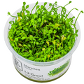 Tropica Marsilea minuta 1-2-Grow Tissue Culture for planted aquarium