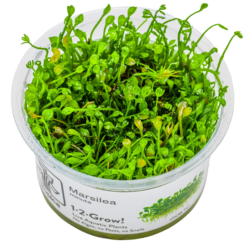 Tropica Marsilea minuta 1-2-Grow Tissue Culture for planted aquarium