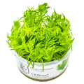 Tropica Pogostemon deccanensis 1-2-Grow Tissue Culture for planted aquarium