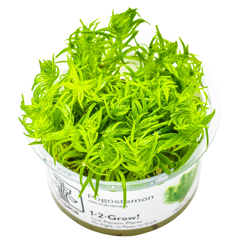 Tropica Pogostemon deccanensis 1-2-Grow Tissue Culture for planted aquarium