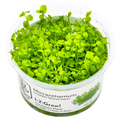 Tropica Micranthemum tweediei 'Monte Carlo' 1-2-Grow Tissue Culture for planted aquarium
