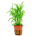 Tropica Hygrophila odora ’Difformis’ Potted Aquarium Plant for planted aquarium