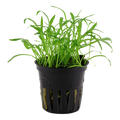 Tropica Lilaeopsis brasiliensis Potted Aquarium Plant for planted aquarium
