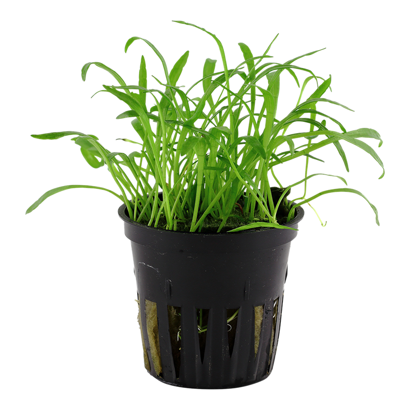 Tropica Lilaeopsis brasiliensis Potted Aquarium Plant for planted aquarium
