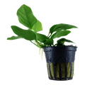 Tropica Anubias barteri var. nana Potted Aquarium Plant for planted aquarium