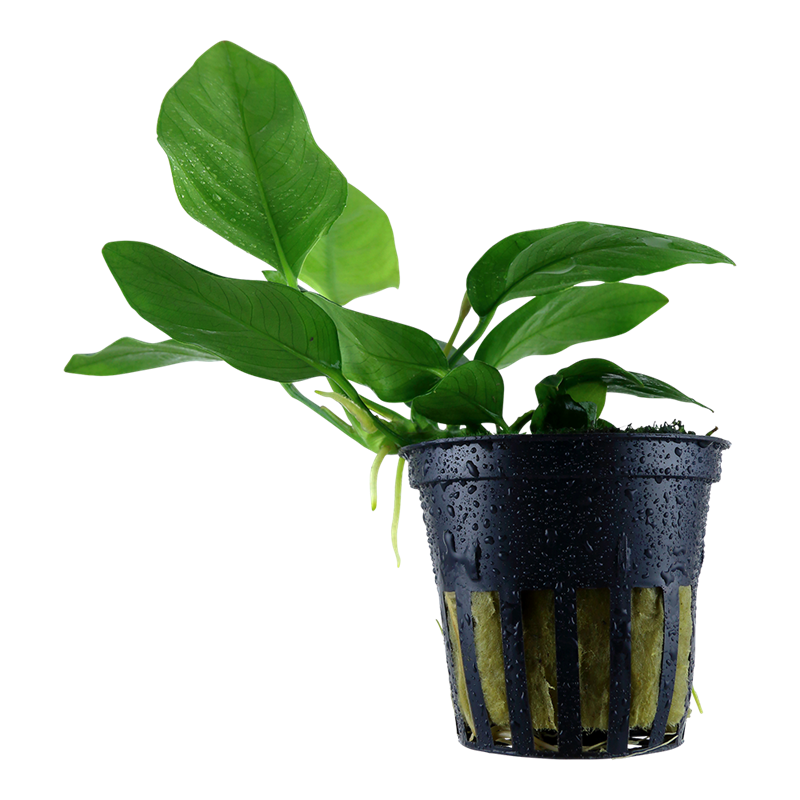 Tropica Anubias barteri var. nana Potted Aquarium Plant for planted aquarium