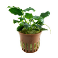 Tropica Anubias barteri var. nana ’Kirin’ Potted Aquarium Plant for planted aquarium