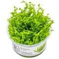 Tropica Gratiola viscidula 1-2-Grow Tissue Culture for planted aquarium