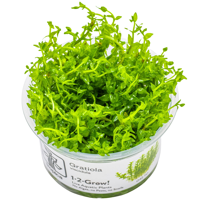 Tropica Gratiola viscidula 1-2-Grow Tissue Culture for planted aquarium