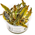Tropica Cryptocoryne wendtii 'Mi Oya' 1-2-Grow Tissue Culture for planted aquarium