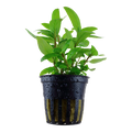 Tropica Staurogyne repens Potted Aquarium Plant for planted aquarium