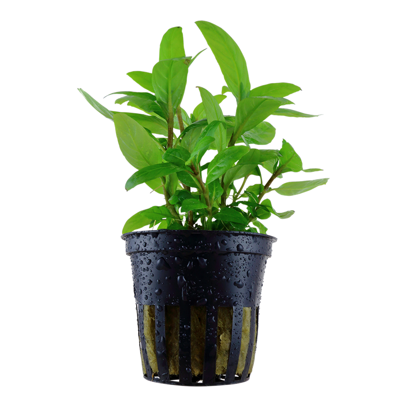 Tropica Staurogyne repens Potted Aquarium Plant for planted aquarium