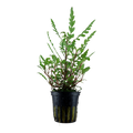 Tropica Hygrophila pinnatifida Potted Aquarium Plant for planted aquarium