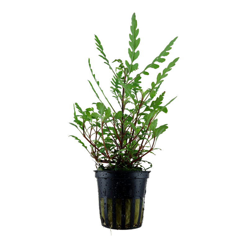 Tropica Hygrophila pinnatifida Potted Aquarium Plant for planted aquarium