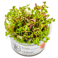 Tropica Rotala rotundifolia 'Blood Red' 1-2-Grow Tissue Culture for planted aquarium