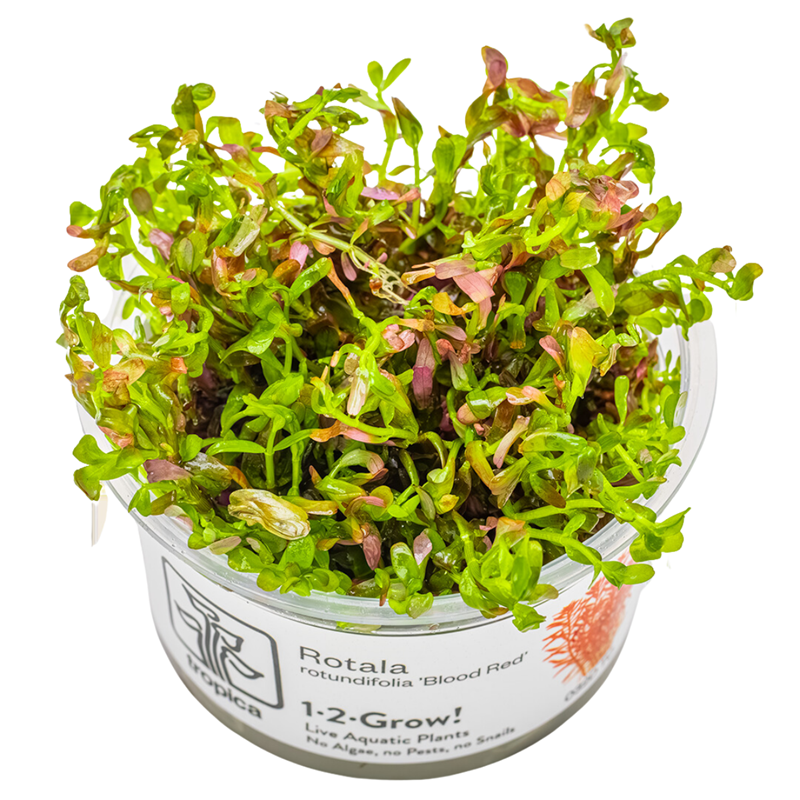 Tropica Rotala rotundifolia 'Blood Red' 1-2-Grow Tissue Culture for planted aquarium
