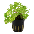 Tropica Shinnersia rivularis 'Weiss-Grün' Potted Aquarium Plant for planted aquarium