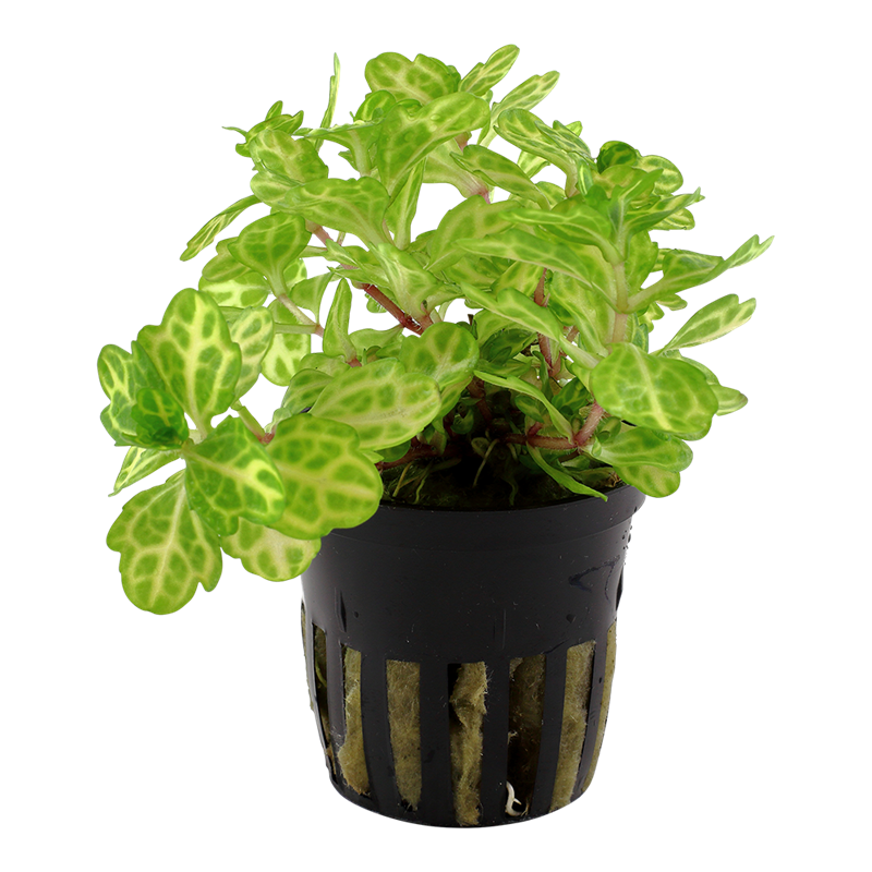 Tropica Shinnersia rivularis 'Weiss-Grün' Potted Aquarium Plant for planted aquarium