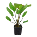 Tropica Echinodorus x barthii XL Aquarium Plant for planted aquarium