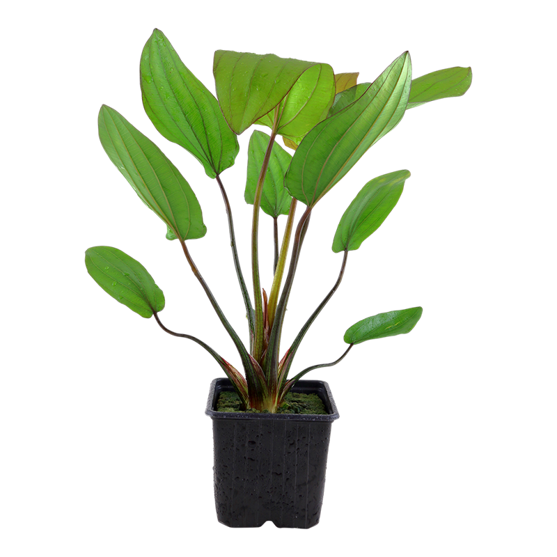 Tropica Echinodorus x barthii XL Aquarium Plant for planted aquarium