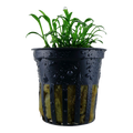 Tropica Cryptocoryne parva Potted Aquarium Plant for planted aquarium