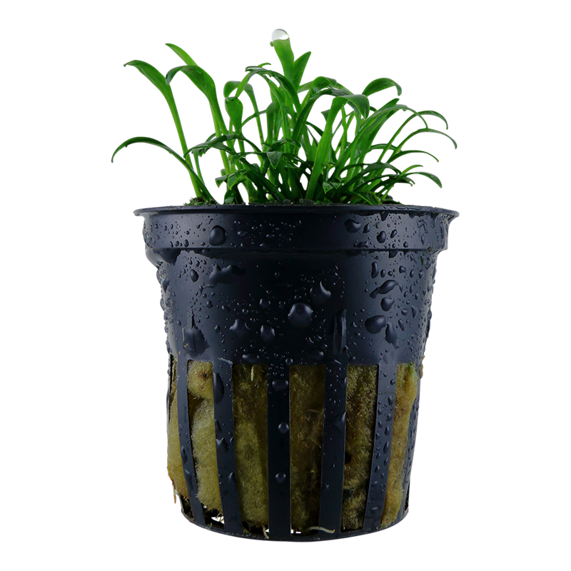 Tropica Cryptocoryne parva Potted Aquarium Plant for planted aquarium