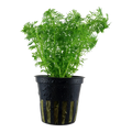 Tropica Limnophila sessiliflora Potted Aquarium Plant for planted aquarium