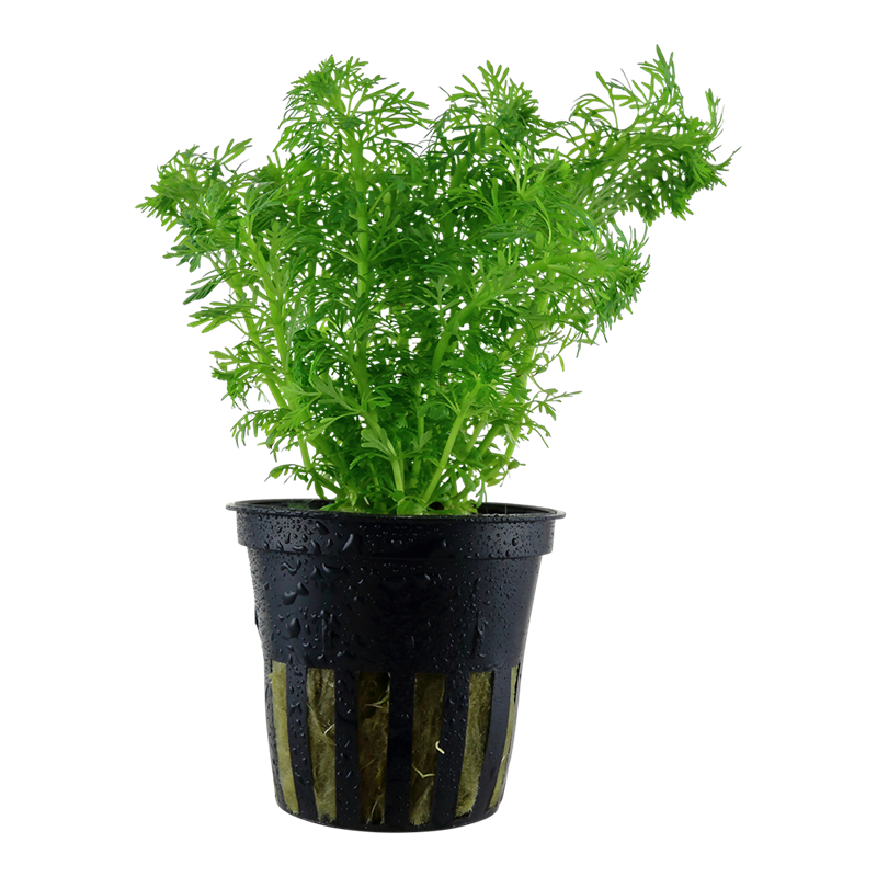 Tropica Limnophila sessiliflora Potted Aquarium Plant for planted aquarium