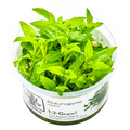 Tropica Staurogyne repens 1-2-Grow Tissue Culture for planted aquarium