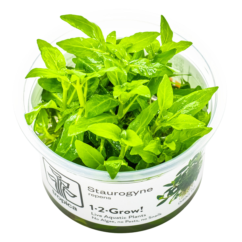 Tropica Staurogyne repens 1-2-Grow Tissue Culture for planted aquarium