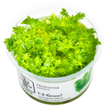 Tropica Hottonia palustris 1-2-Grow Tissue Culture for planted aquarium