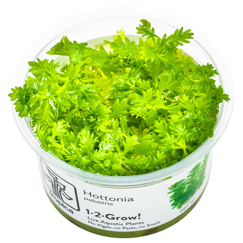 Tropica Hottonia palustris 1-2-Grow Tissue Culture for planted aquarium