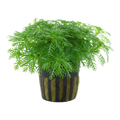 Tropica Hottonia palustris Potted Aquarium Plant for planted aquarium