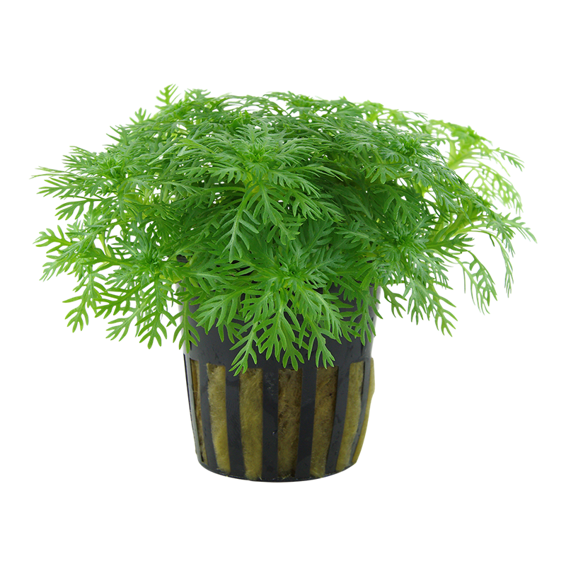 Tropica Hottonia palustris Potted Aquarium Plant for planted aquarium