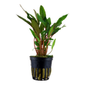 Tropica Cryptocoryne beckettii 'Petchii' Potted Aquarium Plant for planted aquarium