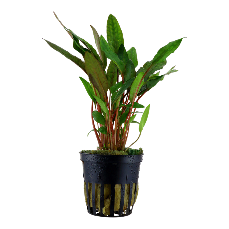 Tropica Cryptocoryne beckettii 'Petchii' Potted Aquarium Plant for planted aquarium