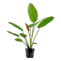 Tropica Echinodorus x barthii Potted Aquarium Plant for planted aquarium