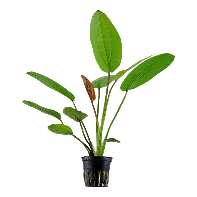Tropica Echinodorus x barthii Potted Aquarium Plant for planted aquarium
