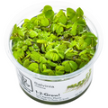 Tropica Salvinia minima Floating plant 1-2-Grow Tissue Culture for planted aquarium